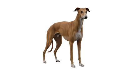 Isolated slender greyhound, domestic animal with short hair in a studio shot, dog breed
