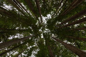 Beautiful forest landscape in New Zealand 