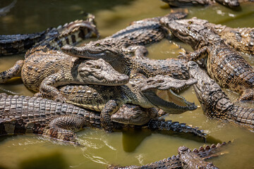 Group of Crocodiles Resting in Water