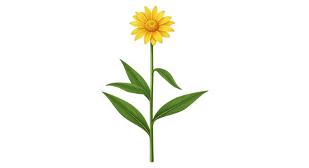 Isolated golden chamomile flower with stem and green leaves for botanical design use