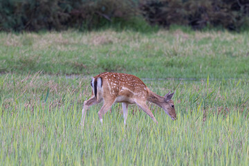Dama dama deer quietly grazing on fresh green grass in natural habitat