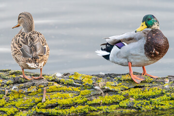 Mallard pair standing on a log covered with vibrant green lichen near water