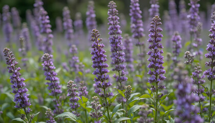 Obraz premium “Field of Tall Purple Flowers in Bloom with Soft Background”