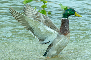 Fototapeta premium Mallard duck stretching its wings after swimming in water, castello d'empuries