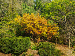 Stunning Garden Colored Leaves On Bush
