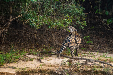 Jaguar in Mato Grosso forest environment,Pantanal,Brazil