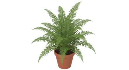 Isolated green Boston fern plant in a brown pot, decorative indoor houseplant, fronds, ferns