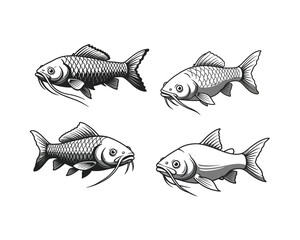 Four detailed hand drawn illustrations of koi fish in a classic sketch style showcasing their distinctive fins and barbels