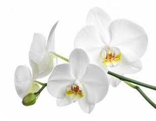 Fototapeta premium Elegant White Orchid Blossoms on White Background Close Up Still Life Photography