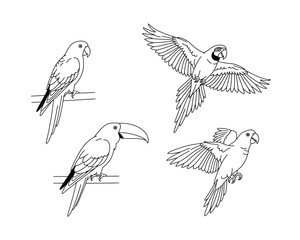 Collection of four detailed black and white line art illustrations of tropical birds including parrots and a toucan in various poses