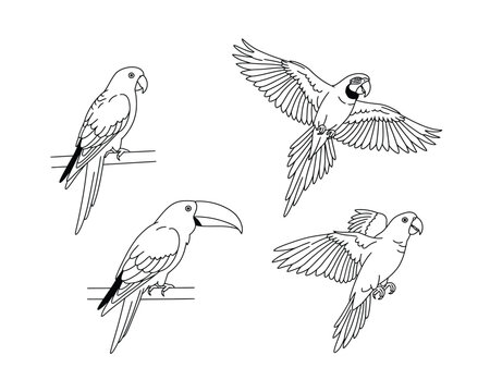 Collection of four detailed black and white line art illustrations of tropical birds including parrots and a toucan in various poses