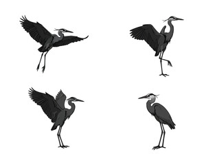 Four silhouette poses of a great blue heron in flight and standing isolated on a white background