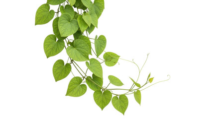 Isolated Heartleaf Morning Glory Vines, Climbing Green Vine, Ornamental Plant, Foliage © Sindre