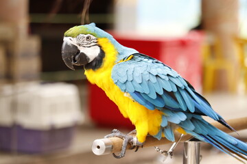blue and yellow macaw