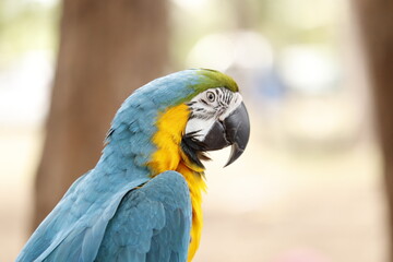blue and yellow macaw