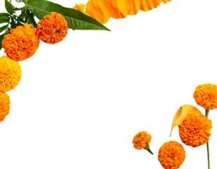 Fresh Marigold Flower Pair Collection for Festive Decor, isolated on transparent background