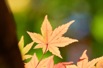 薄暗い緑背景オレンジ色に色づくもみじの葉紅葉