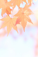 水彩調の柔らかいソフトな色づいた楓の紅葉アップ