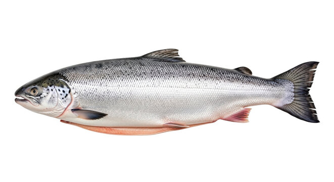 Isolated Pacific salmon fish for sale, a common commercial fish with nutritional values
