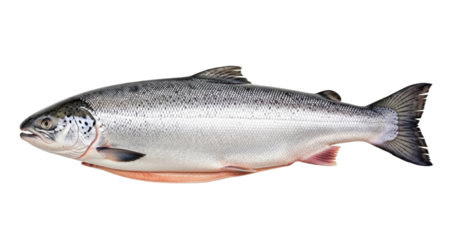 Isolated Pacific salmon fish for sale, a common commercial fish with nutritional values