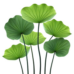 A cluster of vibrant green lotus leaves on thin dark stems isolated on transparent background