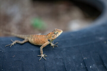 A cute little lizard looks at me with clear eyes.