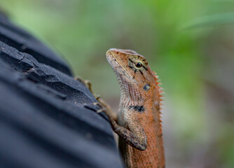 A cute little lizard looks at me with clear eyes.