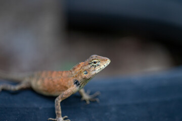 Naklejka premium A cute little lizard looks at me with clear eyes.