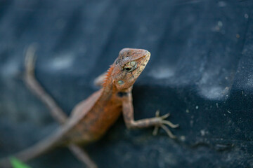 A cute little lizard looks at me with clear eyes.