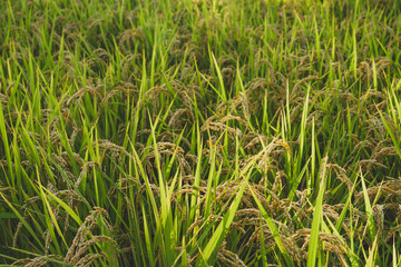 Golden rice heads at sunset