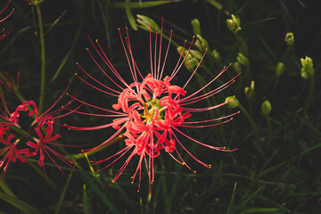 Close-up of a beautiful red spider lily