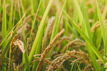Golden rice heads at sunset