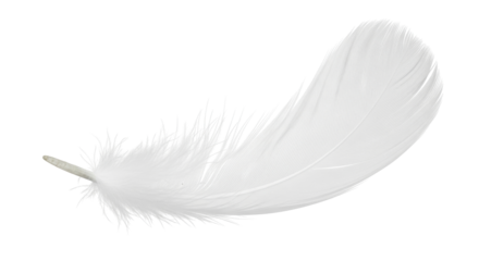 Isolated graceful light feather with a soft curve, symbol of air and natural weightlessness