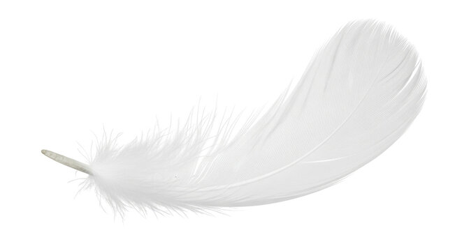 Fototapeta Isolated graceful light feather with a soft curve, symbol of air and natural weightlessness
