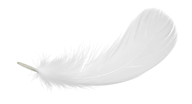 Isolated graceful light feather with a soft curve, symbol of air and natural weightlessness