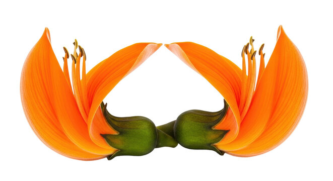 Isolated Palash flowers face each other with green buds, beautiful color petals close up