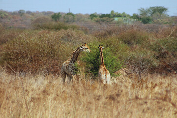 Two giraffes grazing among bushes in the African savanna. A natural wildlife scene showcasing the beauty of giraffes in their habitat, ideal for safari, travel, and conservation themes.