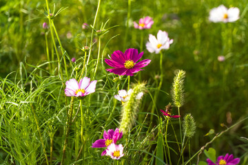 Red flowers in the field. Cosmos flowers of various colors are in bloom. Cosmos is a beautiful autumn flower.