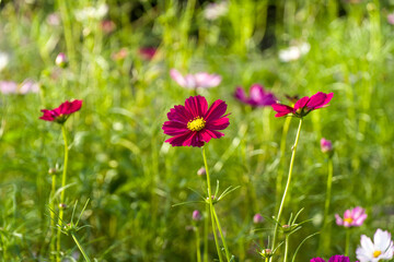 Red flowers in the field. Cosmos flowers of various colors are in bloom. Cosmos is a beautiful autumn flower.
