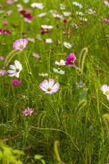 Pink and white cosmos flowers are seen blooming among the lush green leaves. Cosmos is a symbol of autumn and is loved by many for its beautiful colors and delicate petals.