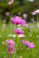 Fototapeta premium Pink cosmos flowers in the meadow.
