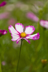 Fototapeta premium Pink cosmos flower in the garden.