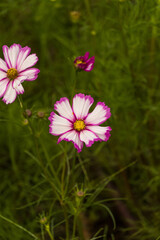 Pink cosmos flower in the garden.