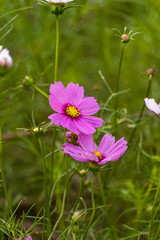 Pink flowers in the field. Cosmos flowers of various colors are in bloom. A beautiful autumn flower.