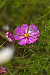 Fototapeta premium Pink flowers in the field. Cosmos flowers of various colors are in bloom. A beautiful autumn flower.