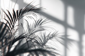 Fototapeta premium Palm leaves cast shadows on a white wall, through window grids