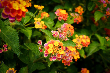 Vibrant orange, pink and yellow lantana flowers blooming in a lush green garden.