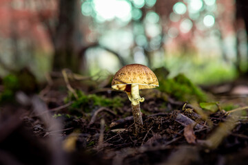 Close up of a small wild mushroom growing on mossy forest ground with soft bokeh background.