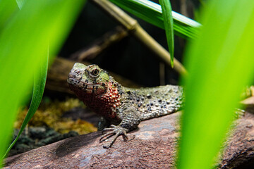 A lizard resting on a tree trunk surrounded by green plants. Close up wildlife photo with vibrant earthy tones.