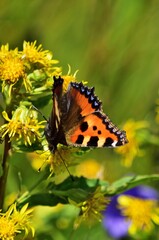 Kleiner Fuchs (Aglais urticae) Schmeterling, vertikal